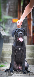 Photo №2 de l'annonce № 115937 de la vente cane corso - acheter à Serbie éleveur