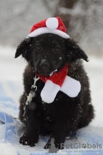 Photos supplémentaires: Donnons les chiots entre de bonnes mains !