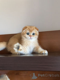 Photo №2 de l'annonce № 159636 de la vente scottish fold - acheter à Islande annonce privée