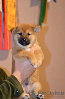 Photo №1. shiba - à vendre en ville de Nizhny Novgorod | négocié | Annonce №127291