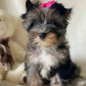 Photo №4. Je vais vendre yorkshire terrier en ville de Amstetten. annonce privée - prix - négocié