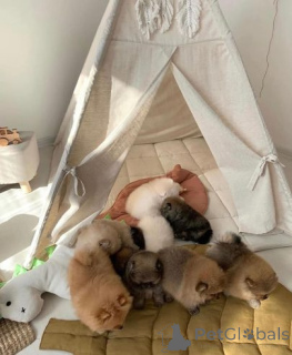Photo №4. Je vais vendre spitz nain en ville de Höxter. annonce privée - prix - 580€