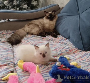 Photo №1. oriental shorthair - à vendre en ville de Neuenhagen | 350€ | Annonce № 177040
