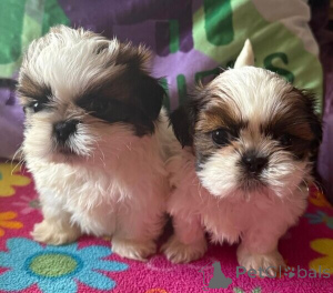 Photo №2 de l'annonce № 149700 de la vente shih tzu - acheter à Allemagne annonce privée