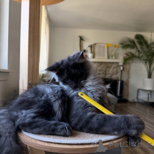 Photo №2 de l'annonce № 155393 de la vente maine coon - acheter à Luxembourg annonce privée