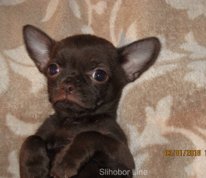 Photos supplémentaires: Chien au chocolat Chihuahua pour l'accouplement