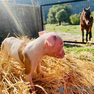 Photo №2 de l'annonce № 83103 de la vente american bully - acheter à Allemagne éleveur