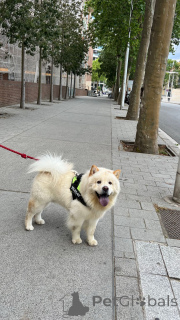 Photo №1. chow-chow - à vendre en ville de Barcelone | 1100€ | Annonce №147039