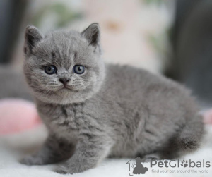 Photo №1. british shorthair - à vendre en ville de Denville | 265€ | Annonce № 122947