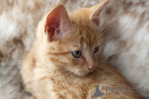 Photo №3. Adoption allemande Rex Kätzchen zur. Allemagne