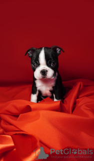 Photo №4. Je vais vendre terrier de boston en ville de Belgrade. annonce privée - prix - négocié