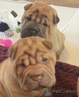 Photo №1. shar pei - à vendre en ville de Jüterbog | 400€ | Annonce №127290