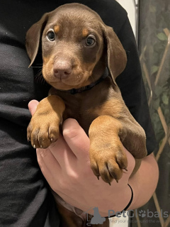 Photo №4. Je vais vendre dobermann en ville de Copenhague. annonce privée - prix - 550€