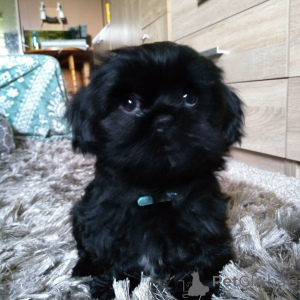 Photo №2 de l'annonce № 136902 de la vente shih tzu - acheter à Australie éleveur