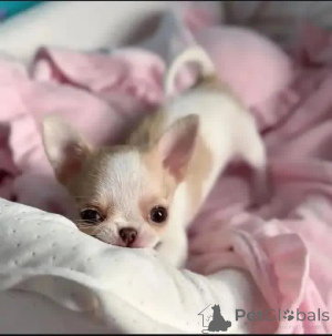 Photo №3. Quelqu'un veut un chiot ? Je ne sais pas quel âge elle a. Caden l'a ramenée à la. La croatie