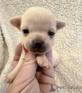 Photo №1. chihuahua - à vendre en ville de Zrénjanin | négocié | Annonce №163892