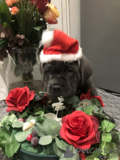 Photo №2 de l'annonce № 131473 de la vente cane corso - acheter à Belgique annonce privée, éleveur