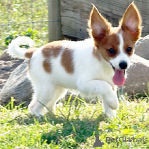 Photo №1. papillon - à vendre en ville de Berlin | 500€ | Annonce №178726