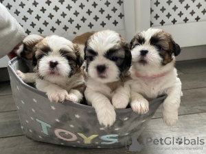 Photo №3. Adorables chiots Shih Tzu à adopter gratuitement. Allemagne