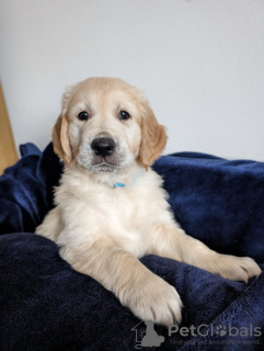 Photo №1. golden retriever - à vendre en ville de Франкфурт-на-Майне | 240€ | Annonce №104122