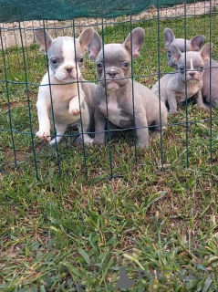 Photo №1. bouledogue - à vendre en ville de Belgrade | négocié | Annonce №125043