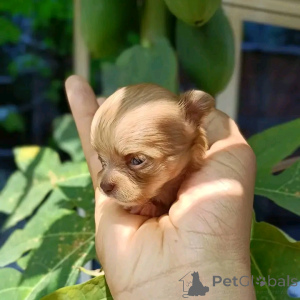 Photo №1. chihuahua - à vendre en ville de Californie | 969€ | Annonce №170104