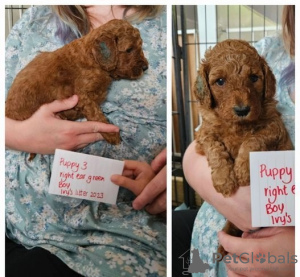 Photos supplémentaires: Chiots Goldendoodle miniatures