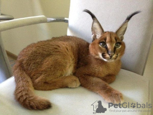 Photo №1. caracal - à vendre en ville de Duisburg | Gratuit | Annonce № 99637