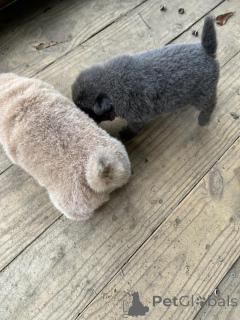 Photo №3. Beaux chiots Chow Chow de race disponible.. La finlande