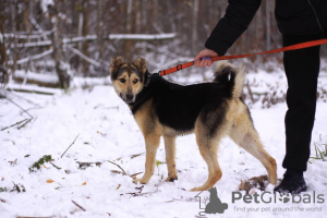 Photo №4. Je vais vendre chien bâtard en ville de Москва. de l'abri - prix - Gratuit