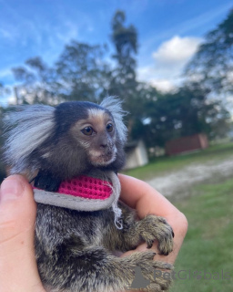 Photo №1.  - à vendre en ville de Dubai | négocié | Annonce №143850