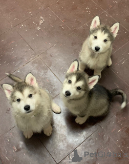 Photo №2 de l'annonce № 46204 de la vente malamute de l'alaska - acheter à Pays Bas annonce privée