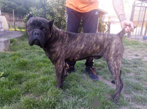 Photo №2 de l'annonce № 20346 de la vente cane corso - acheter à Fédération de Russie de la fourrière