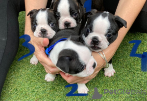 Photo №3. Adorables chiots Boston Terrier en adoption gratuite. Allemagne