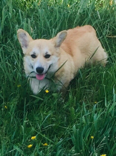 Photo №1. welsh corgi - à vendre en ville de Saint-Pétersbourg | Négocié | Annonce №2738