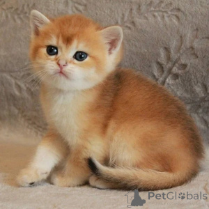 Photo №3. CHATONS BRITISH SHORTHAIR DE RACE COMPLÈTE POUR LA RÉHOMATION. La Grande-Bretagne