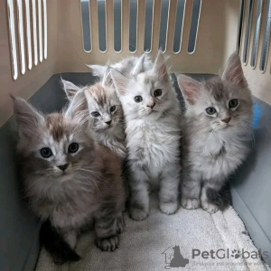 Photo №1. maine coon - à vendre en ville de Richmond | 379€ | Annonce № 118299