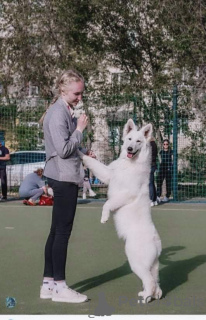 Photo №2 de l'annonce № 10520 de la vente berger blanc suisse - acheter à USA éleveur