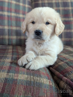 Photo №2 de l'annonce № 168235 de la vente golden retriever - acheter à Luxembourg annonce privée