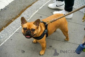 Photo №4. Je vais vendre bouledogue en ville de Paris. annonce privée - prix - 1200€