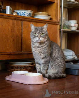 Photo №1.  - à vendre en ville de Rivière moscou | Gratuit | Annonce № 162987