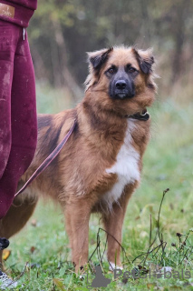 Photo №3. Le chiot affectueux, doux et curieux Ciri est à la recherche d'un foyer.. Fédération de Russie