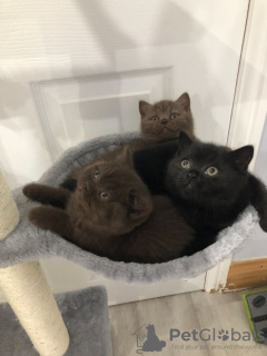 Photos supplémentaires: Les chatons champions British shorthair sont maintenant prêts à être vendus