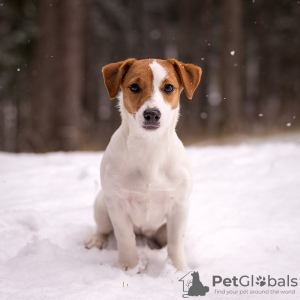 Photo №3. Chiot de race Jack Russell Terrier. Biélorussie