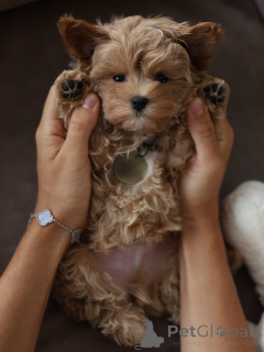 Photo №3. Sweet Maltipoo Puppies Pure Love dans un emballage moelleux !. République Tchèque