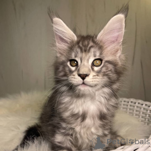 Photo №1. maine coon - à vendre en ville de Brider | négocié | Annonce № 160679