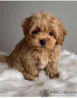 Photo №1. maltipu - à vendre en ville de Москва | 377€ | Annonce №129535