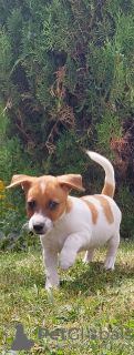 Photo №2 de l'annonce № 62731 de la vente jack russell terrier - acheter à Pologne éleveur