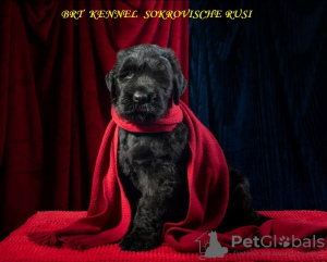 Photo №2 de l'annonce № 7599 de la vente terrier noir russe - acheter à Ukraine de la fourrière, éleveur