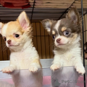 Photo №1. chihuahua - à vendre en ville de Berlin | négocié | Annonce №152830